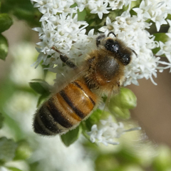 Apis mellifera