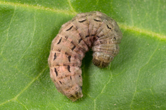 Spodoptera cilium