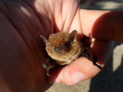 Pipistrellus