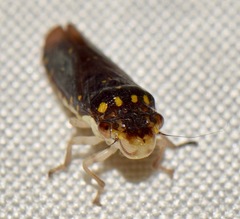 Paraulacizes thunbergi