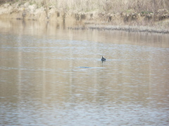 Fulica atra