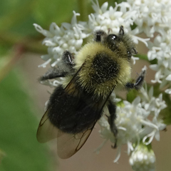 Bombus impatiens