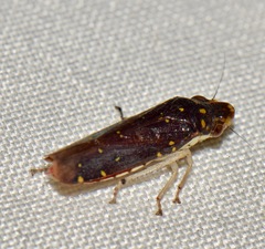 Paraulacizes thunbergi