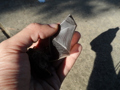 Pipistrellus