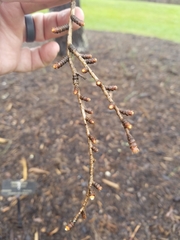 Pseudolarix amabilis