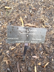 Pseudolarix amabilis