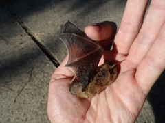 Pipistrellus