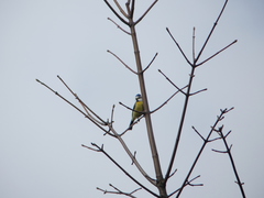 Cyanistes caeruleus