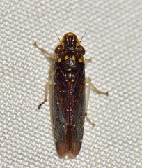 Paraulacizes thunbergi