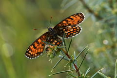 Melitaea aurelia