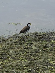 Vanellus miles novaehollandiae