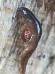 Rhynchodemus sylvaticus