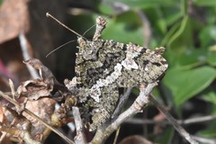 Hydriomena albifasciata