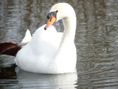 Cygnus olor