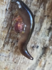 Rhynchodemus sylvaticus