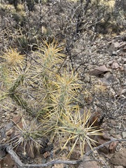 Cylindropuntia molesta molesta