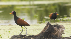 Jacana jacana
