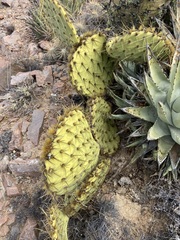 Opuntia clarkiorum