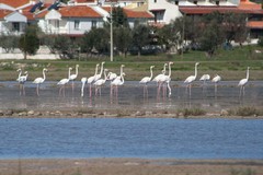 Phoenicopterus roseus