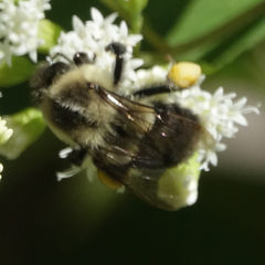 Bombus impatiens