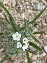 Johnstonella