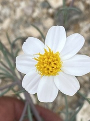 Nicolletia trifida
