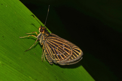 Callimormus interpunctata