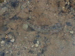 Mauligobius maderensis
