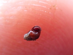 Barleeia unifasciata