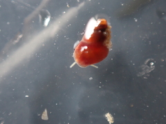 Barleeia unifasciata