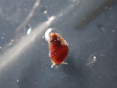 Barleeia unifasciata