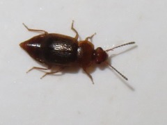 Anthobium unicolor