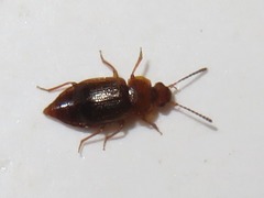 Anthobium unicolor