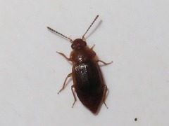 Anthobium unicolor