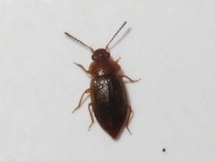 Anthobium unicolor