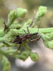 Irantha