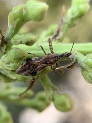 Irantha