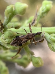 Irantha