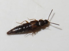 Oxypoda acuminata