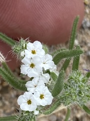 Johnstonella