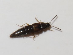 Oxypoda acuminata