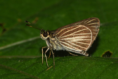 Callimormus radiola radiola