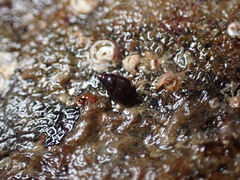 Barleeia unifasciata