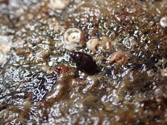 Barleeia unifasciata