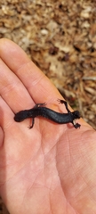 Plethodon cinereus
