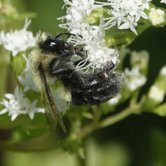 Bombus impatiens