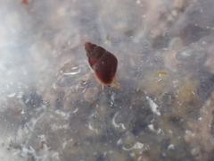 Barleeia unifasciata