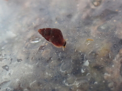 Barleeia unifasciata