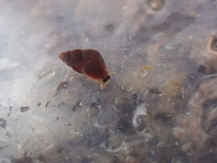 Barleeia unifasciata