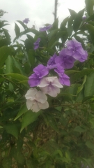 Brunfelsia grandiflora